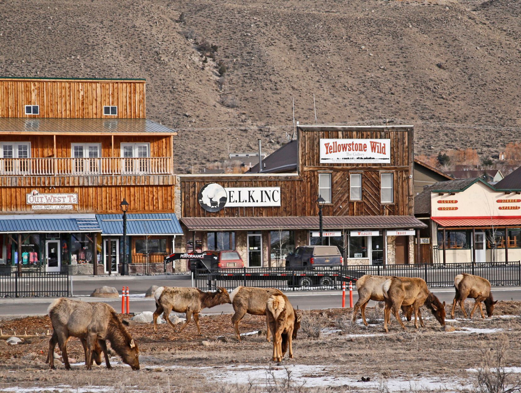 Elk Graze near Gardiner